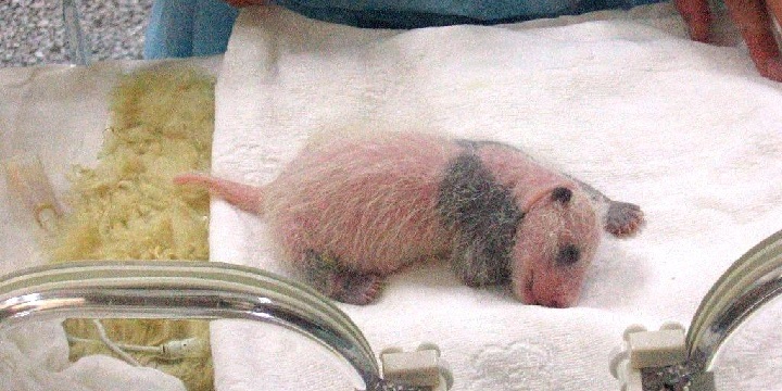 Panda cub in incubator