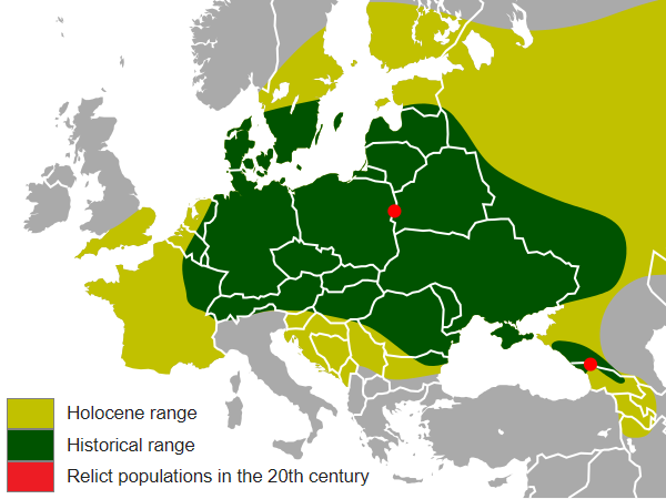 Historical and current range of European bison
