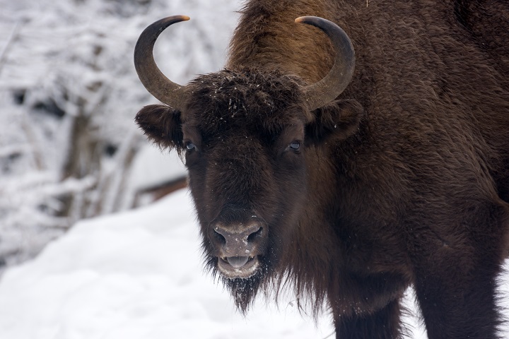 European bison during winter