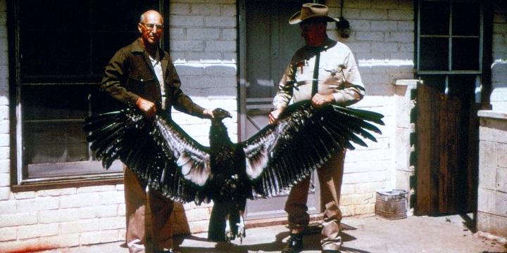 Dead California condor that ran into electric lines