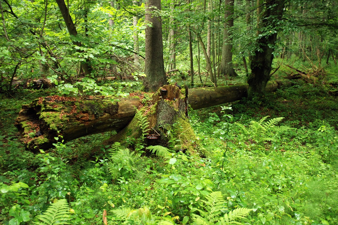 Deciduous forest - natural habitat of European bison