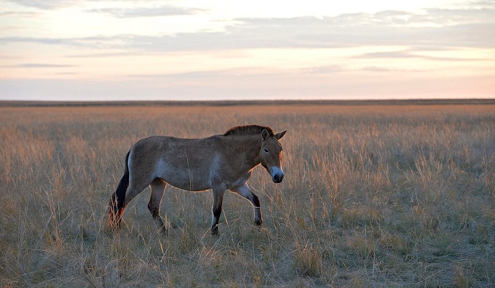 Przewalski's horse survived decades in captivity before reintroduction