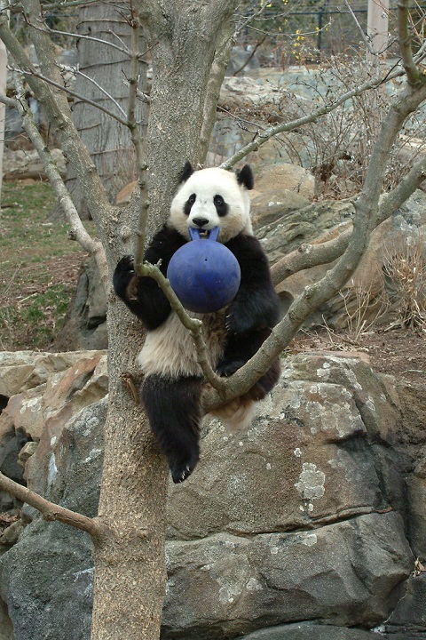 Environment enrichment for a captive panda
