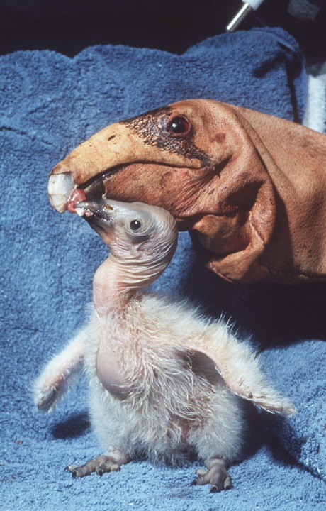 California condor chick interacting with a puppet