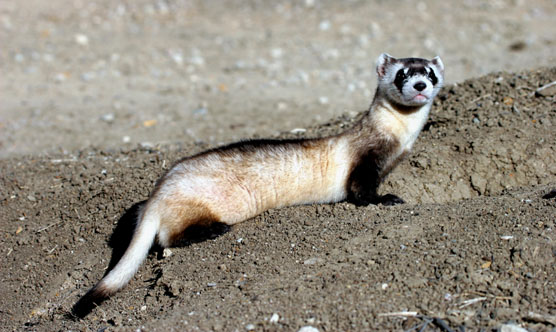 Black footed ferret, a species saved by Ex-situ